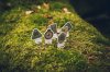 Forest Parlour Games