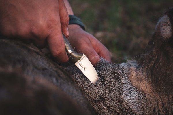 Casström Safari Mini Hunter, stabilisert masurbjørk, Kydex